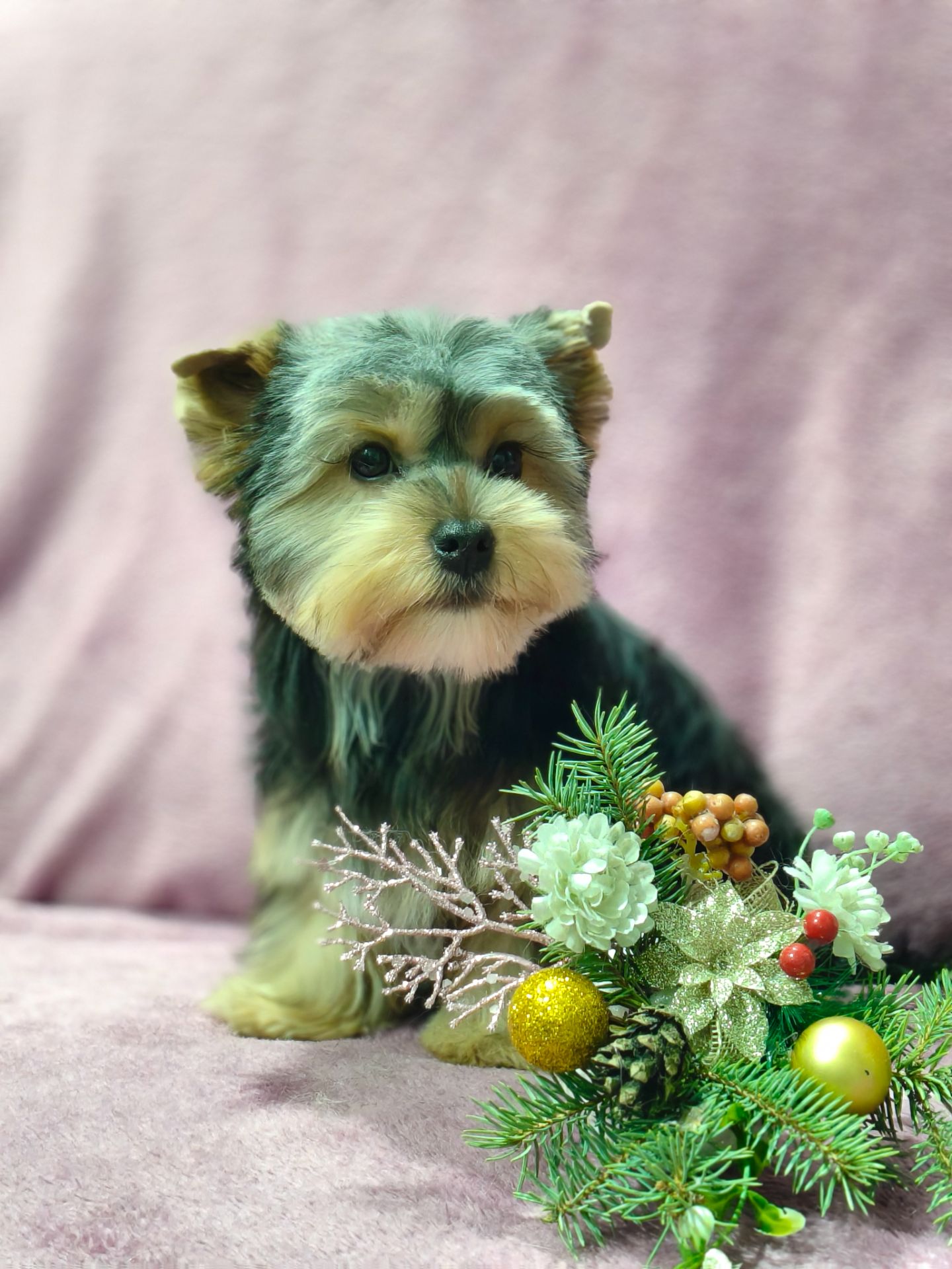 Йоркширский терьер