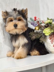 Йоркширский терьер