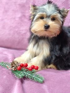 Йоркширский терьер