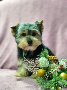 Йоркширский терьер