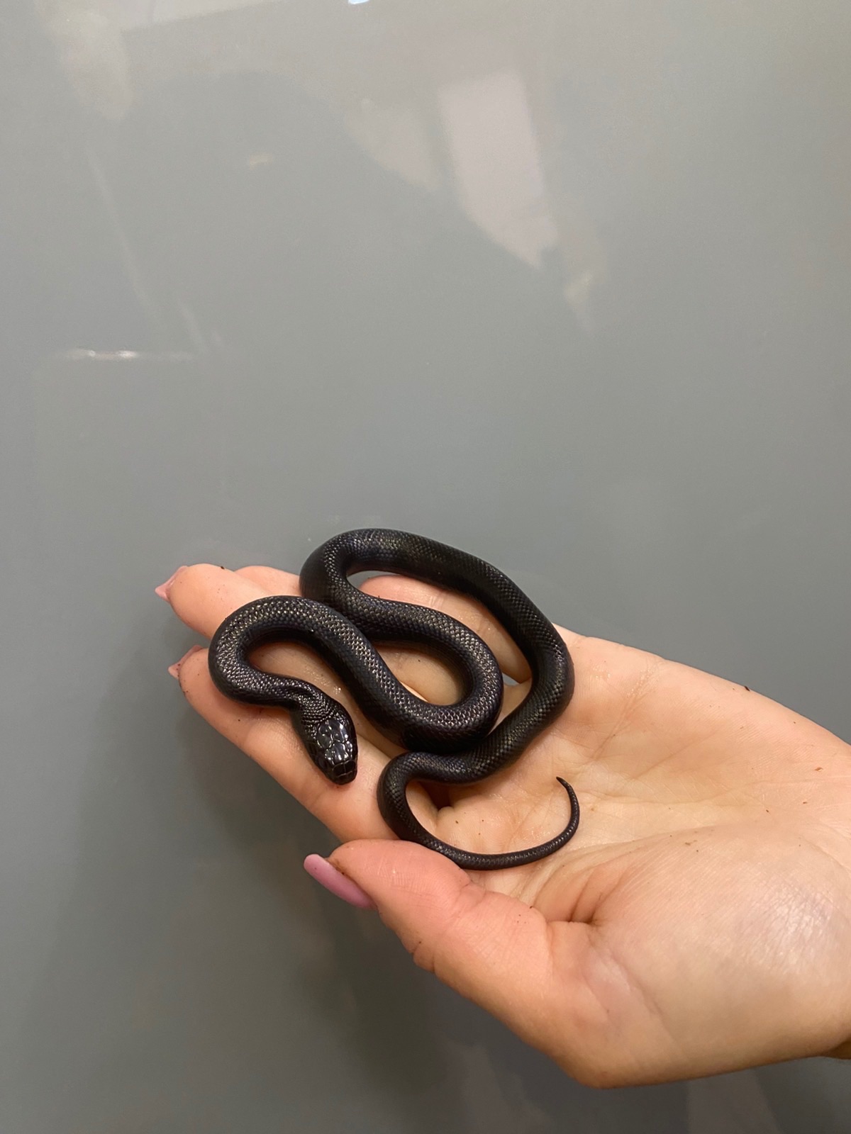 Королівська змія нігріта