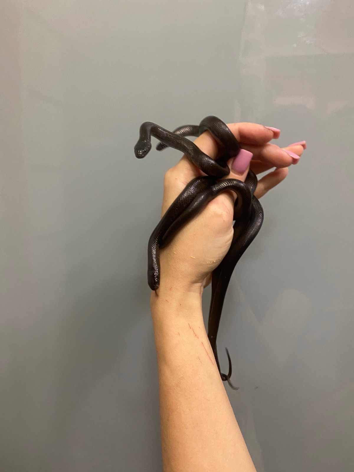 Королівська змія нігріта