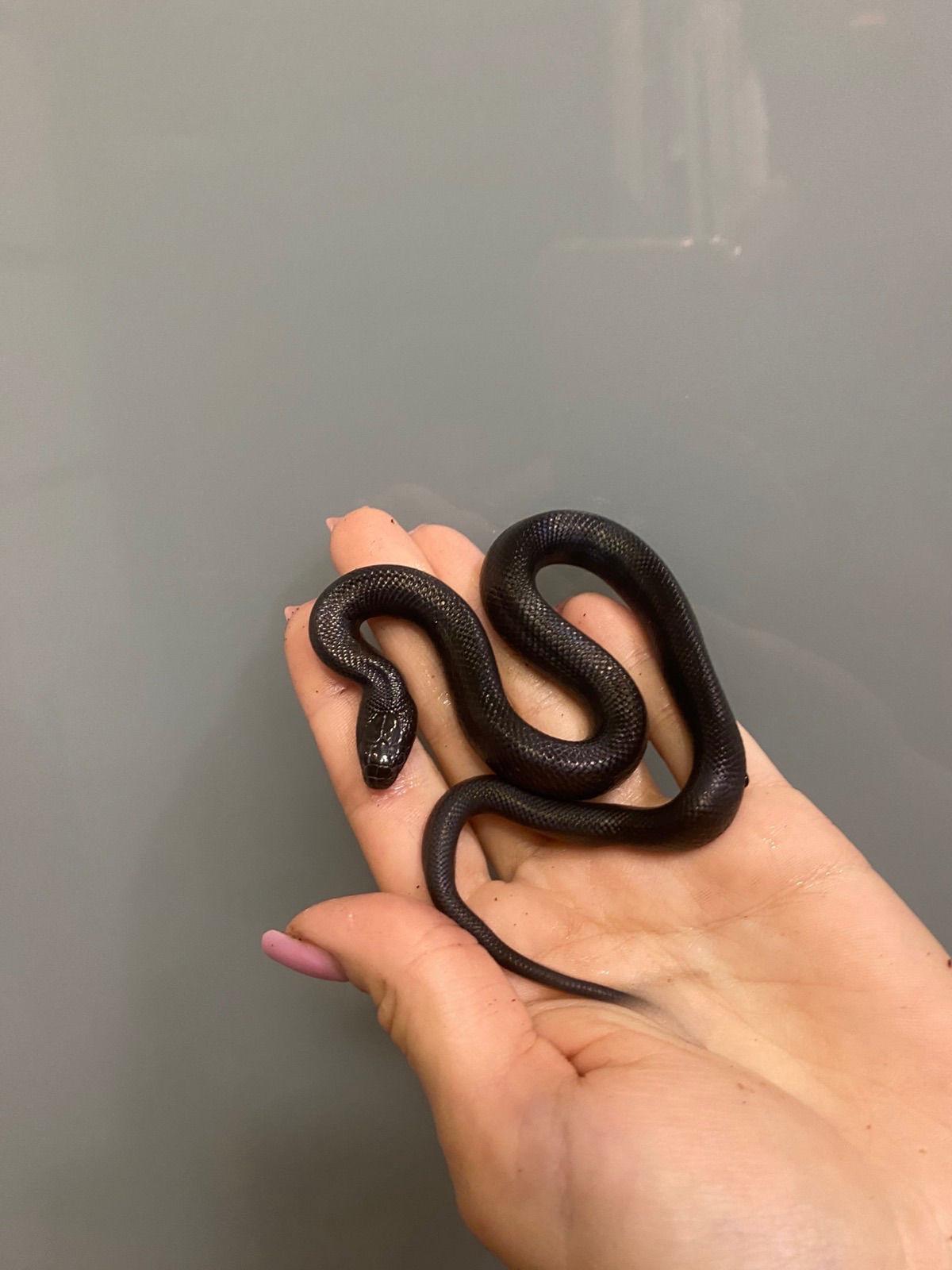 Королівська змія нігріта