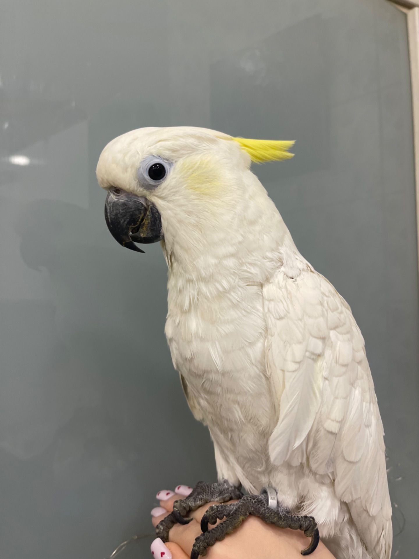 Какаду з жовтим чубчиком