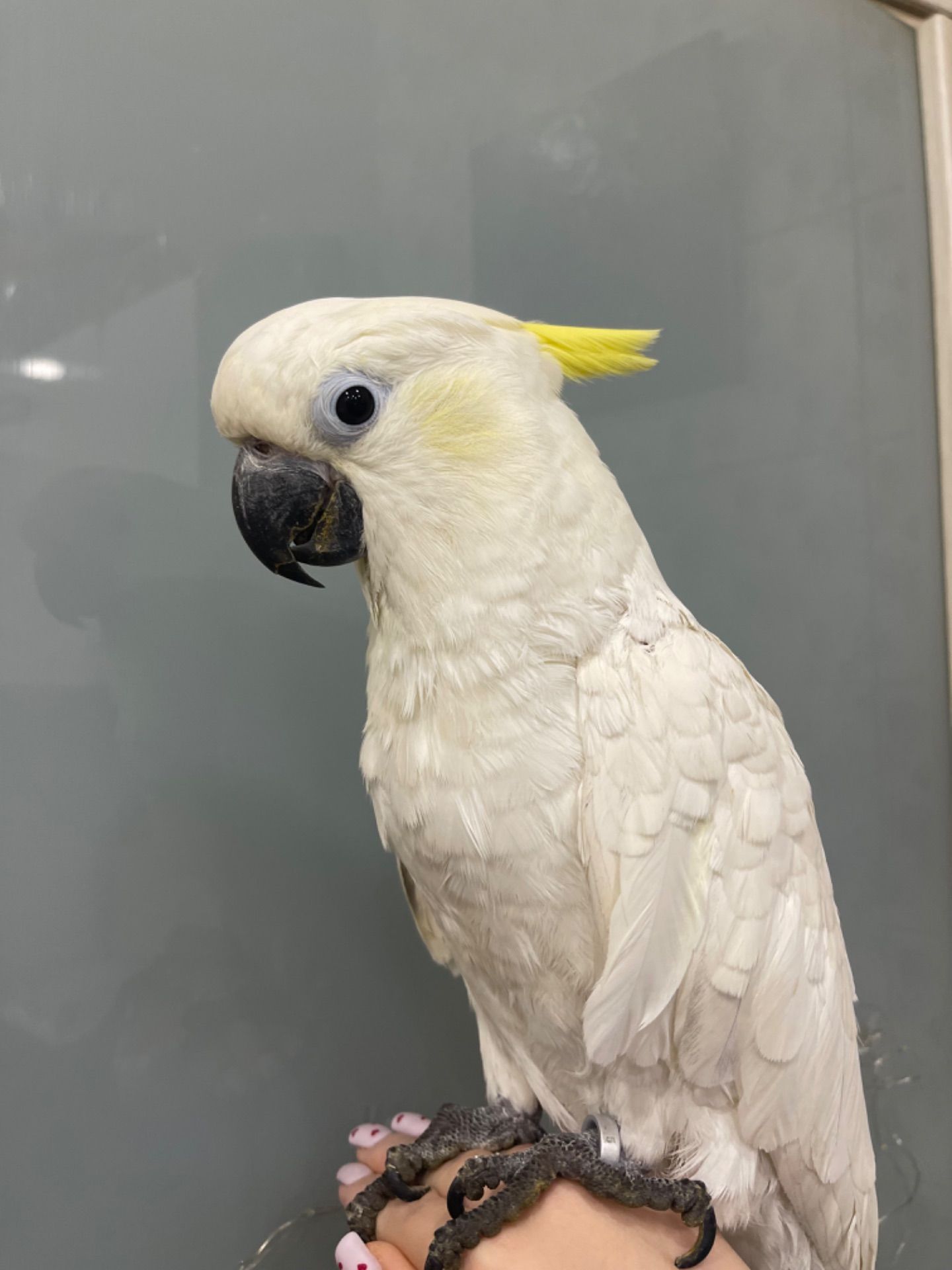 Какаду з жовтим чубчиком