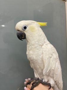 Какаду з жовтим чубчиком