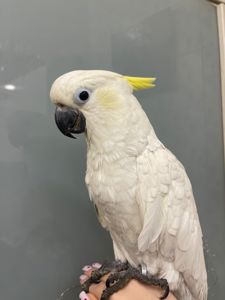 Какаду з жовтим чубчиком