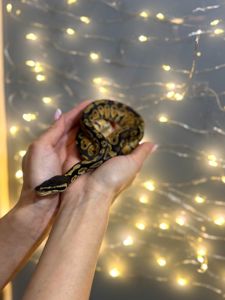 Королівський пітон, розкішні пітони