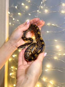 Королівський пітон, розкішні пітони