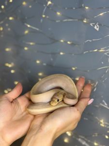 Королівський пітон, розкішні пітони