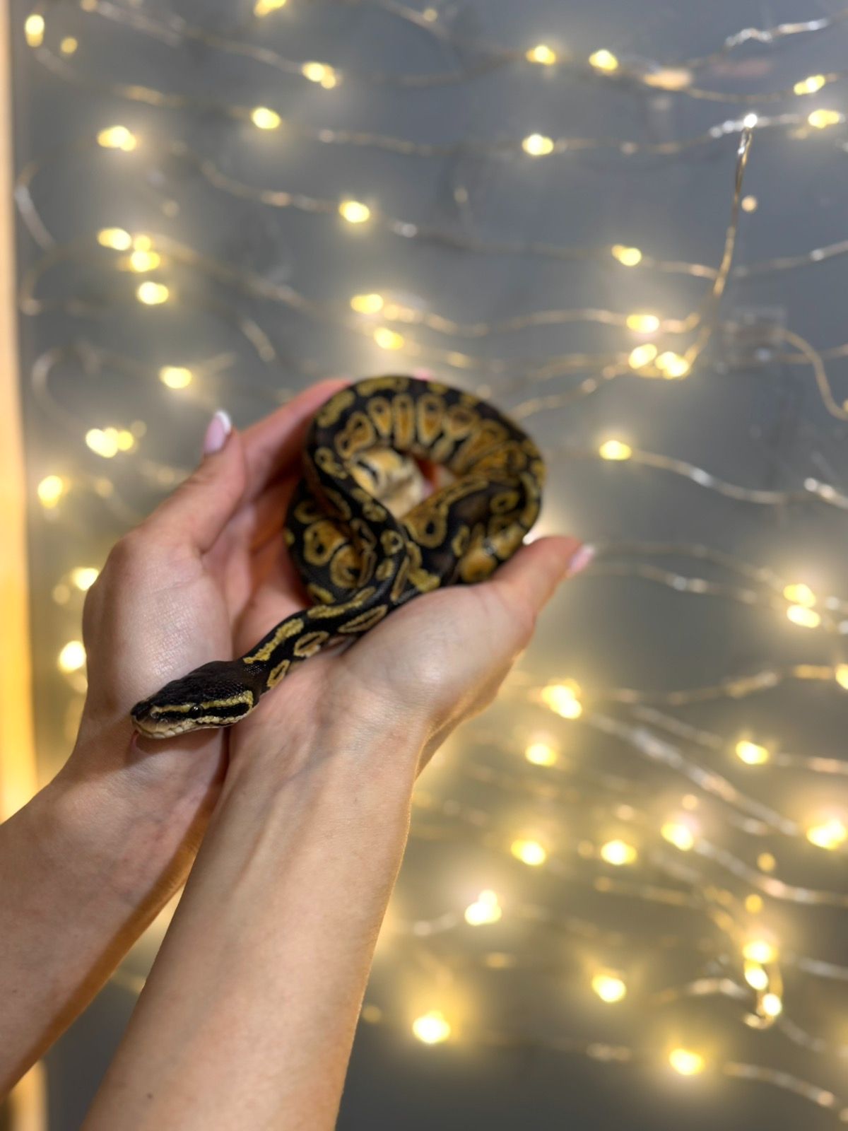 Королівський пітон, розкішні пітони