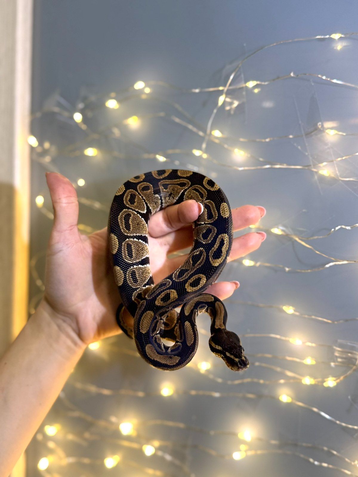 Королівський пітон, розкішні пітони