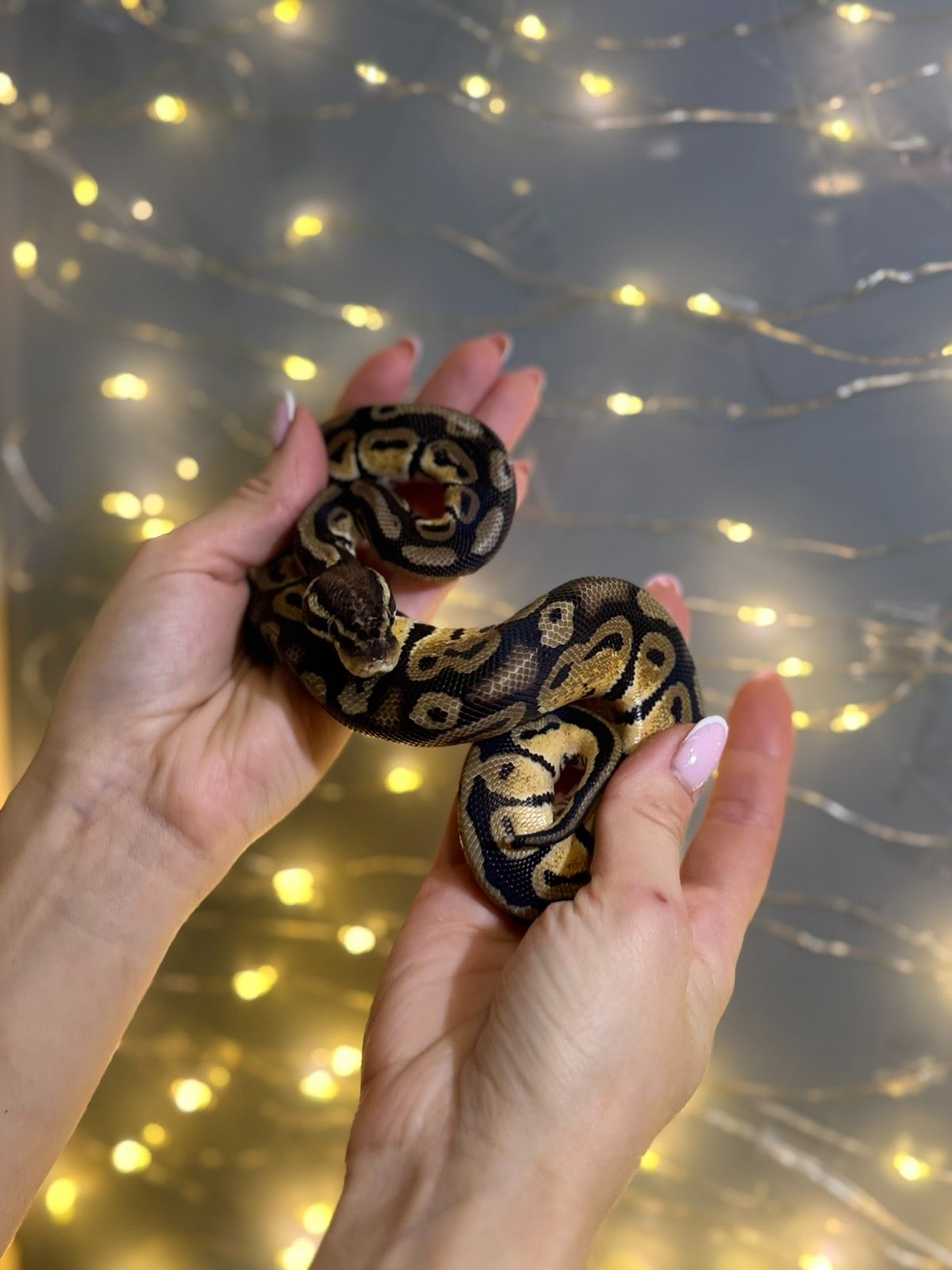 Королівський пітон, розкішні пітони