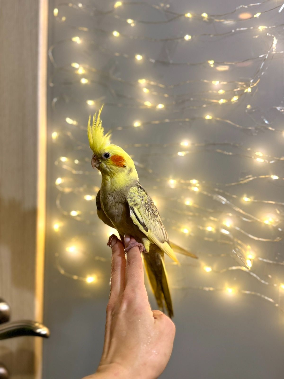 Викормиші корела, ручні пташенята