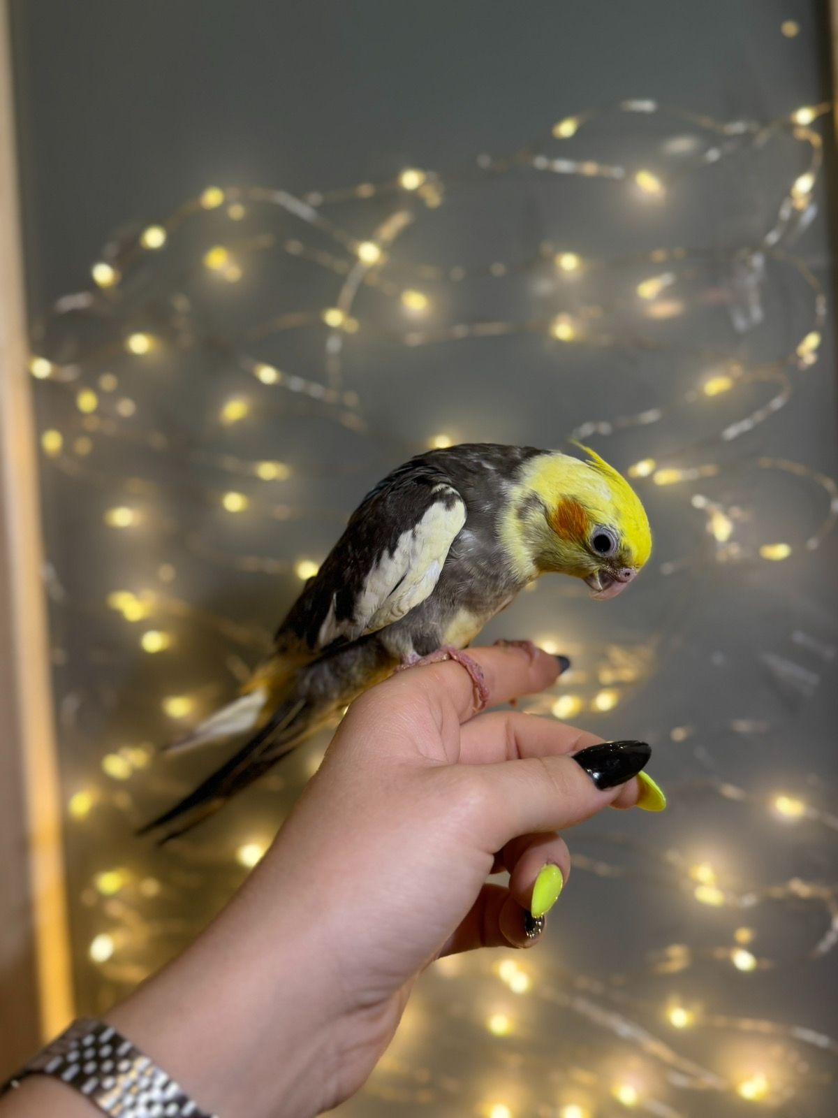 Викормиші корела, ручні пташенята