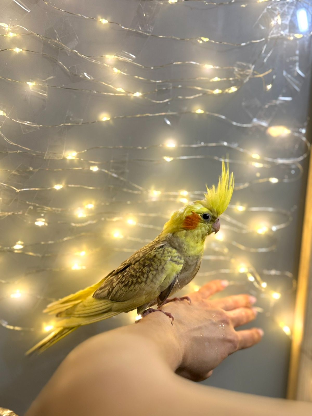 Викормиші корела, ручні пташенята