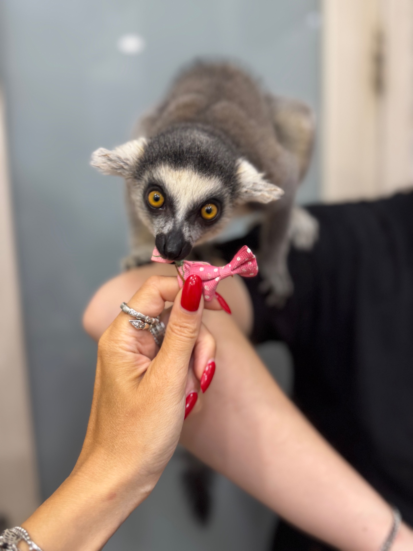 Лемур катта, ручні лемури