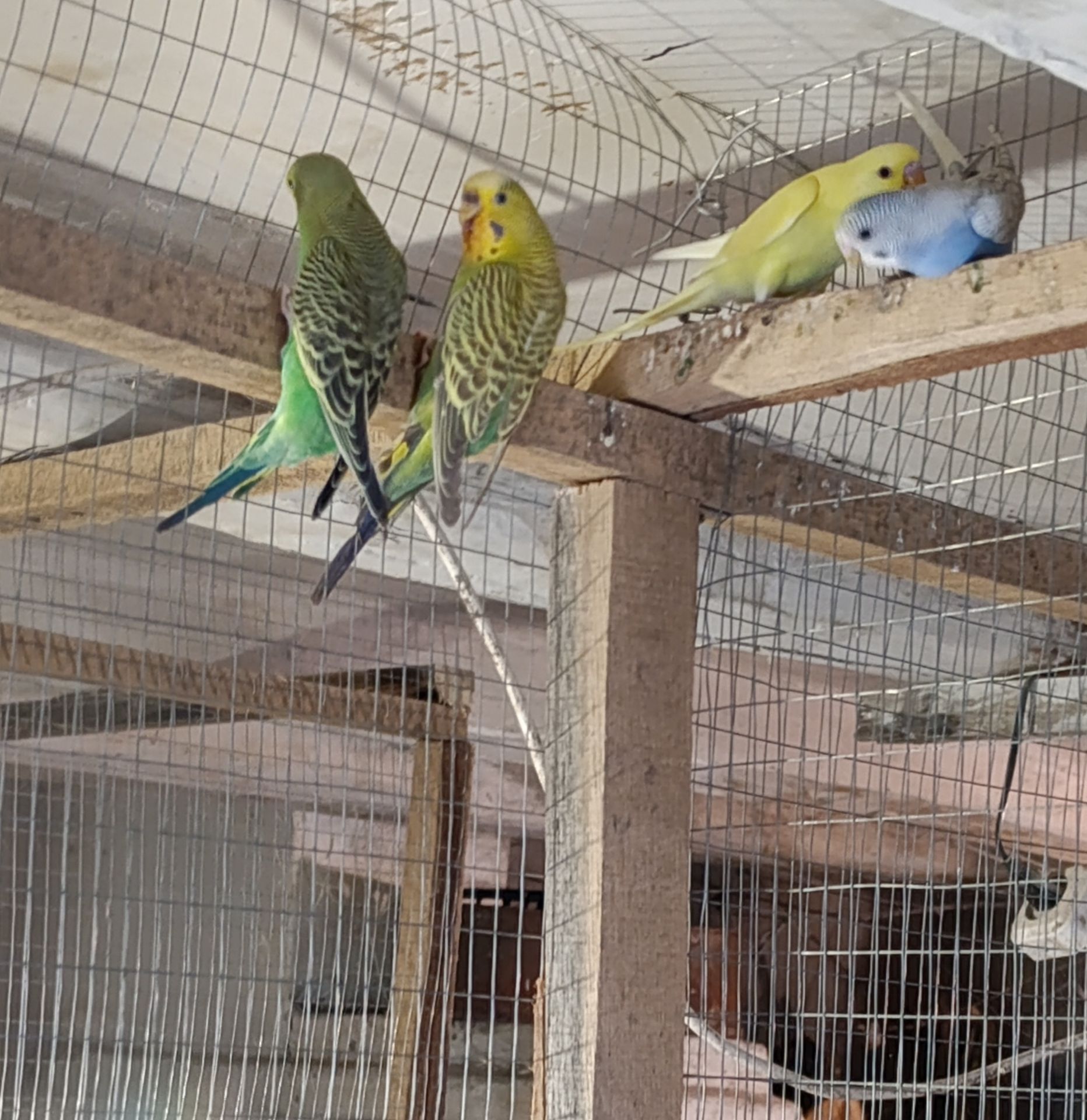 Хвилясті папуги молодняк