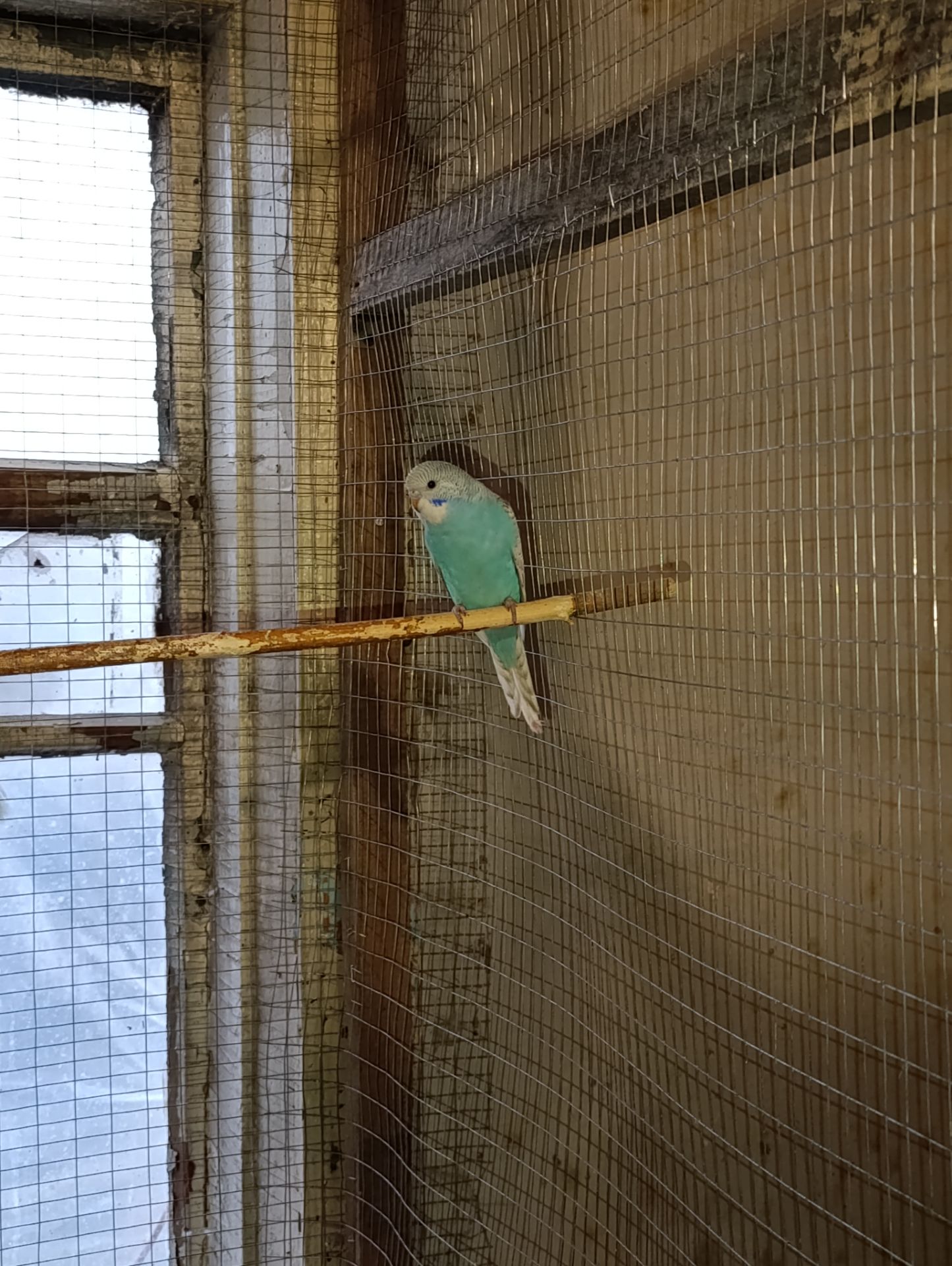 Хвилясті папуги молодняк