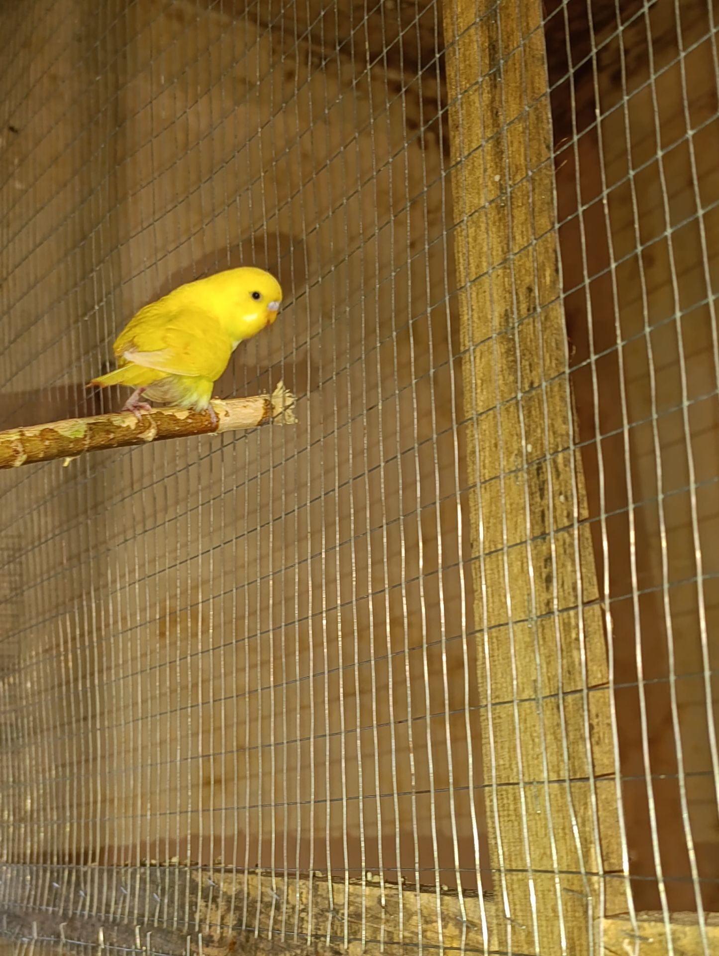 Хвилясті папуги молодняк