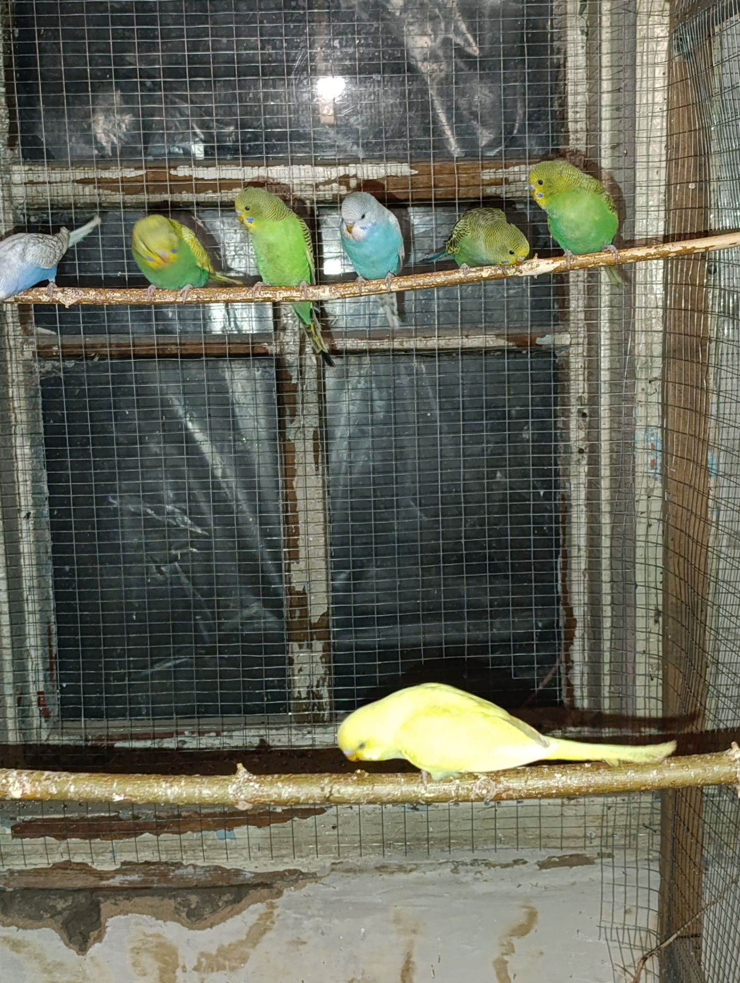 Хвилясті папуги молодняк