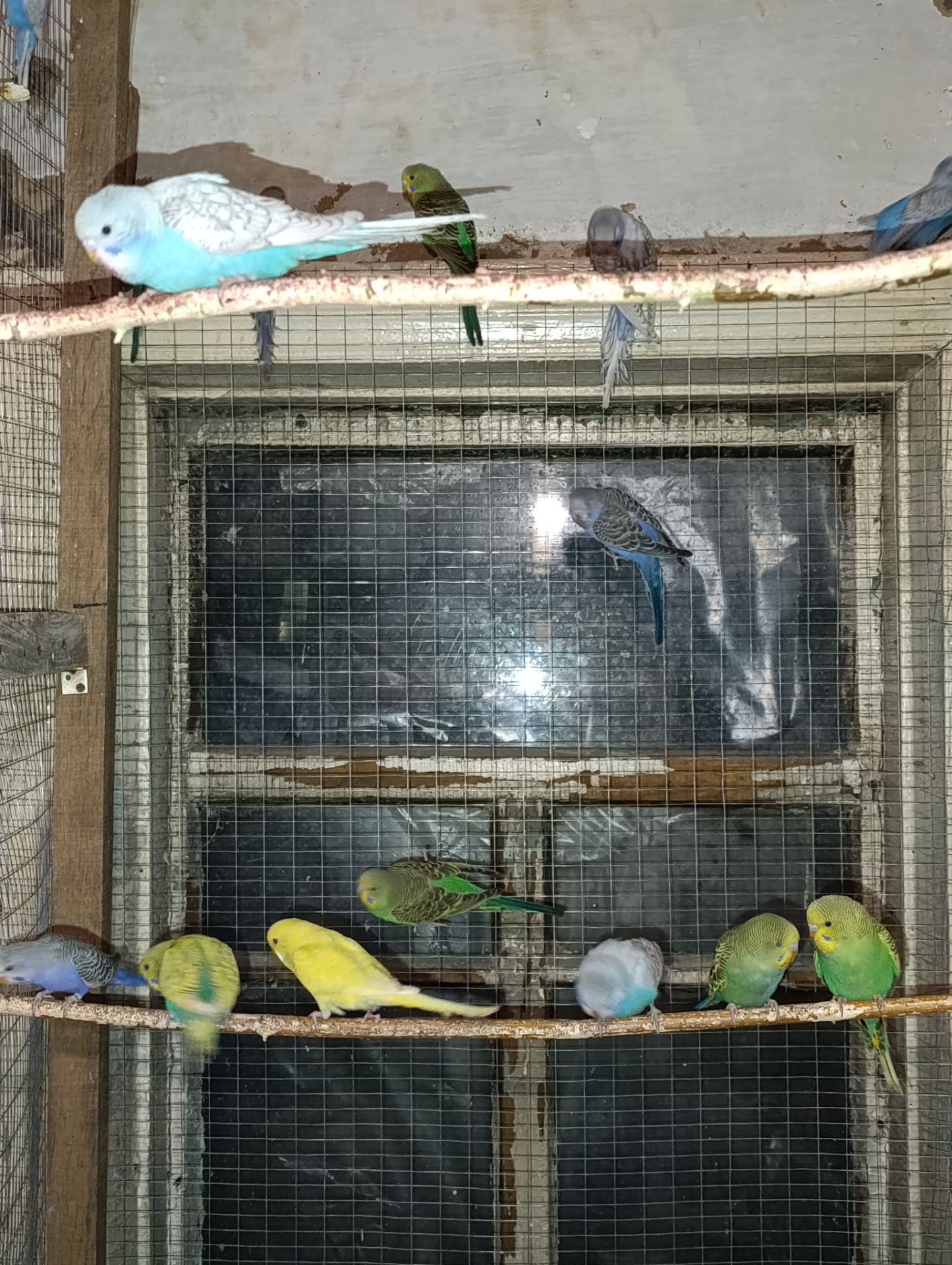 Хвилясті папуги молодняк