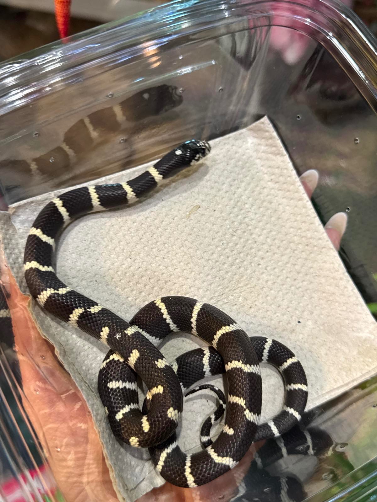 Молочні змії, змійки різних морф