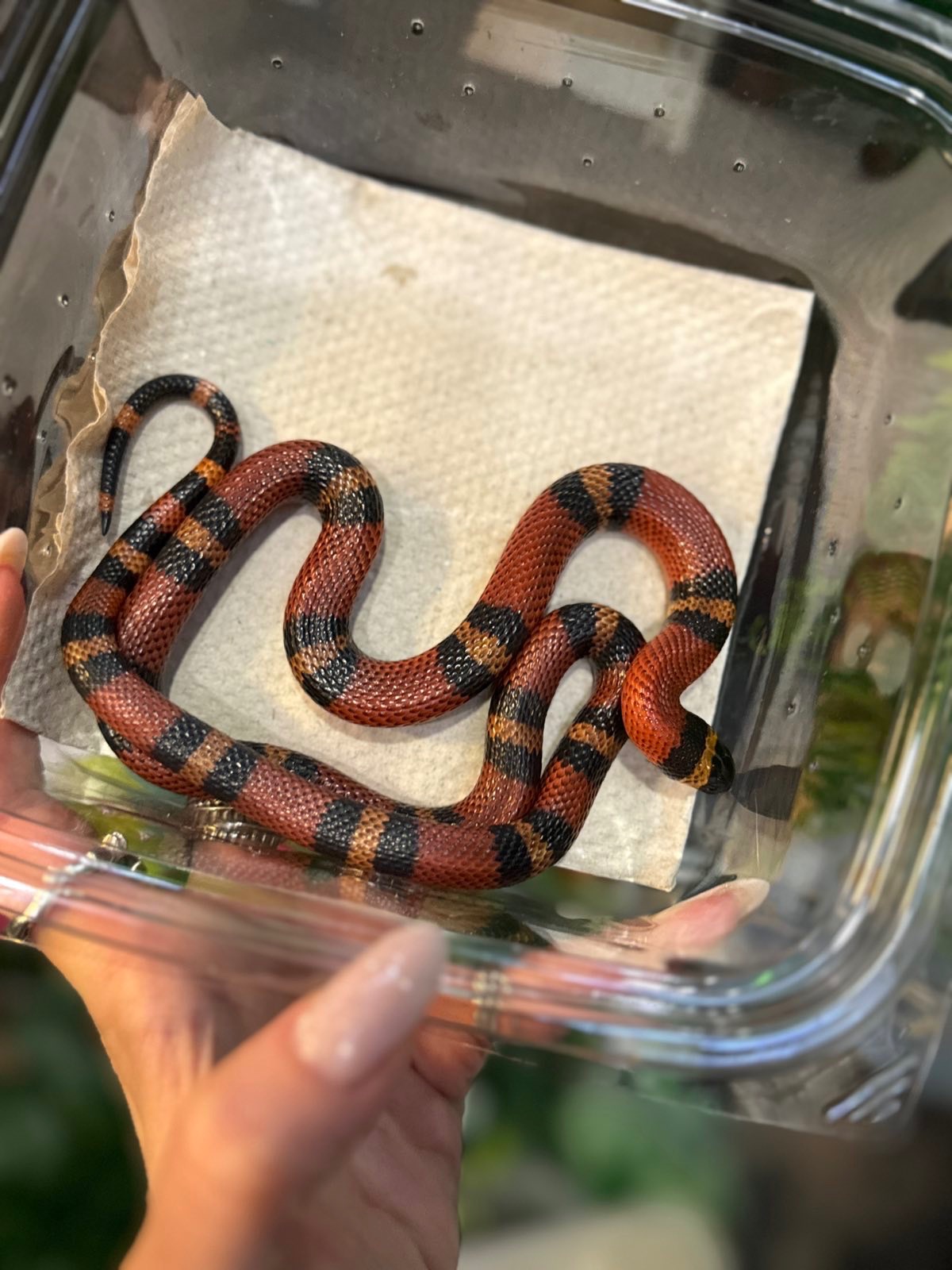 Молочні змії, змійки різних морф