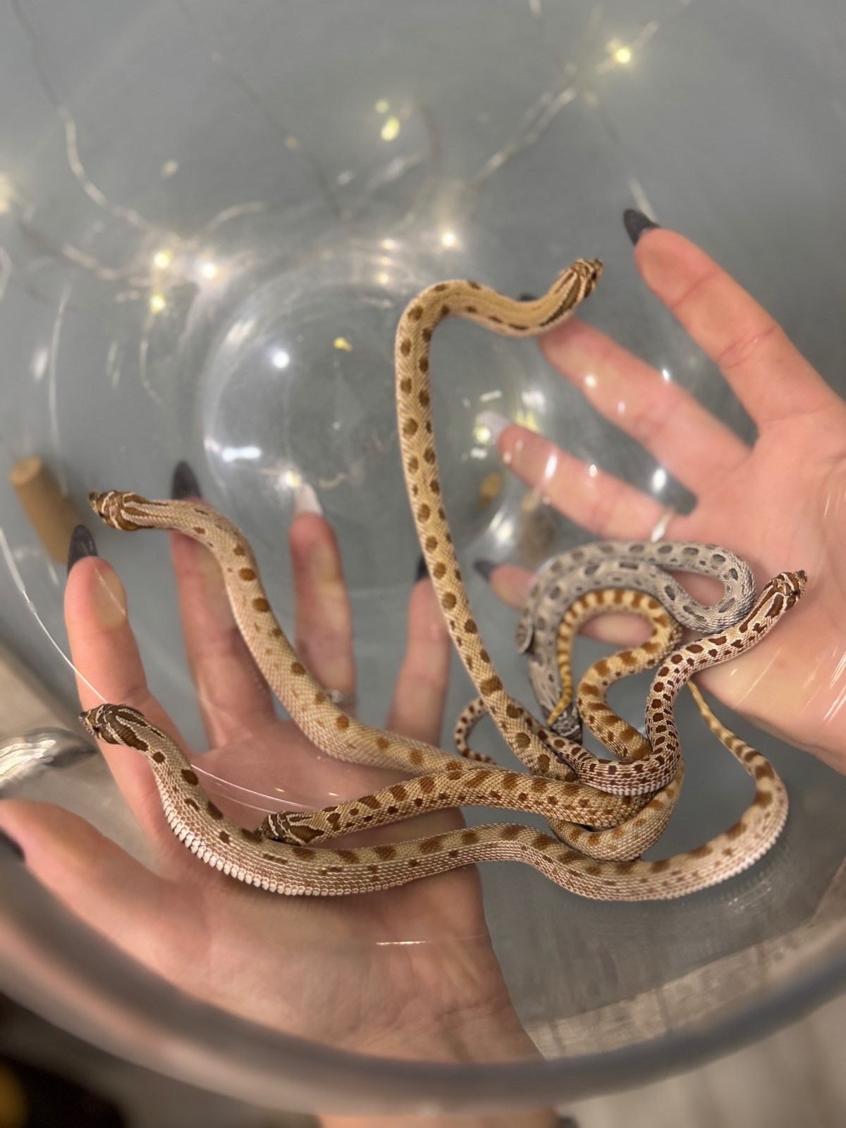 Свиноноса змійка, Свинорилий вуж