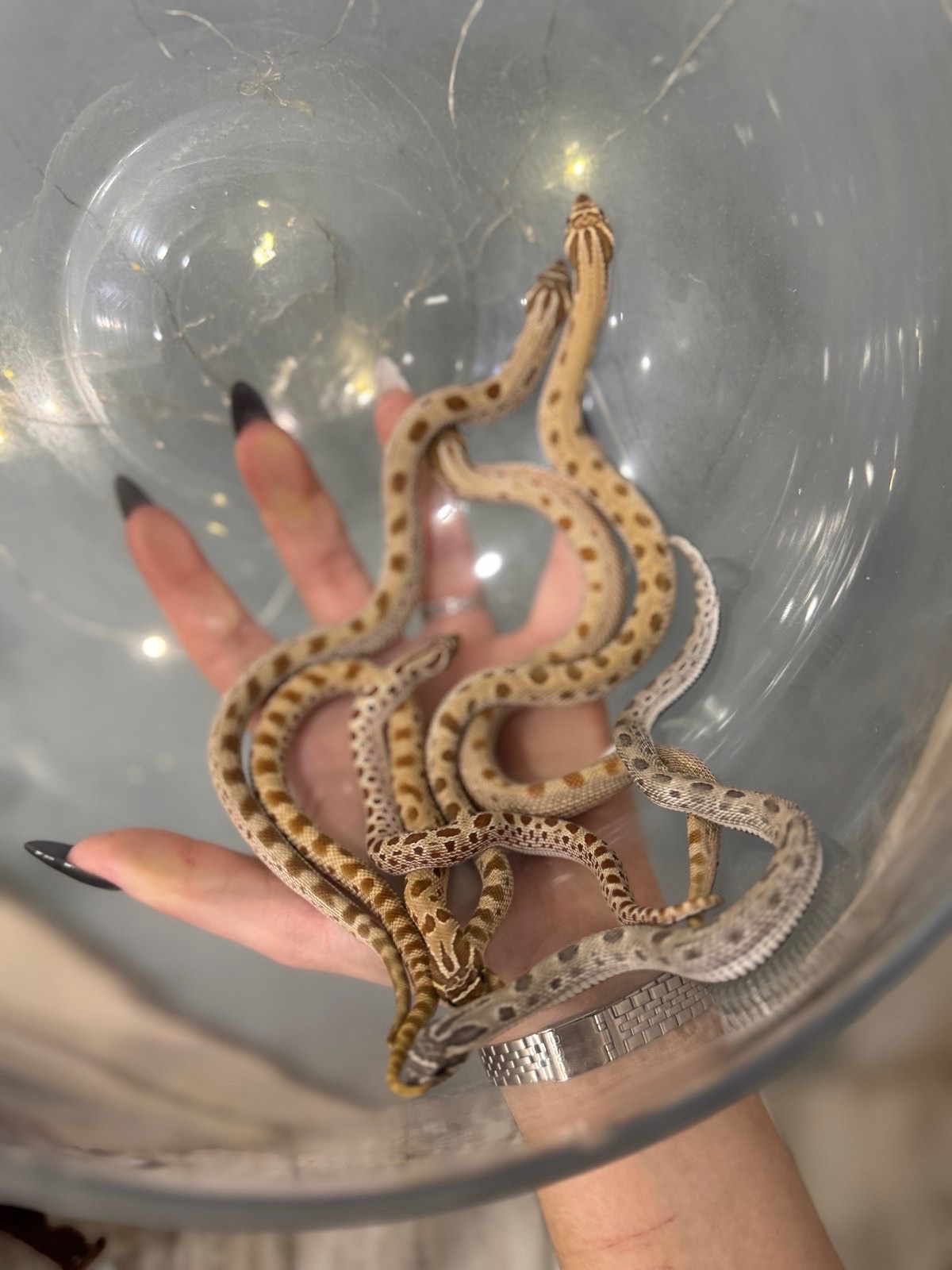 Свиноноса змійка, Свинорилий вуж