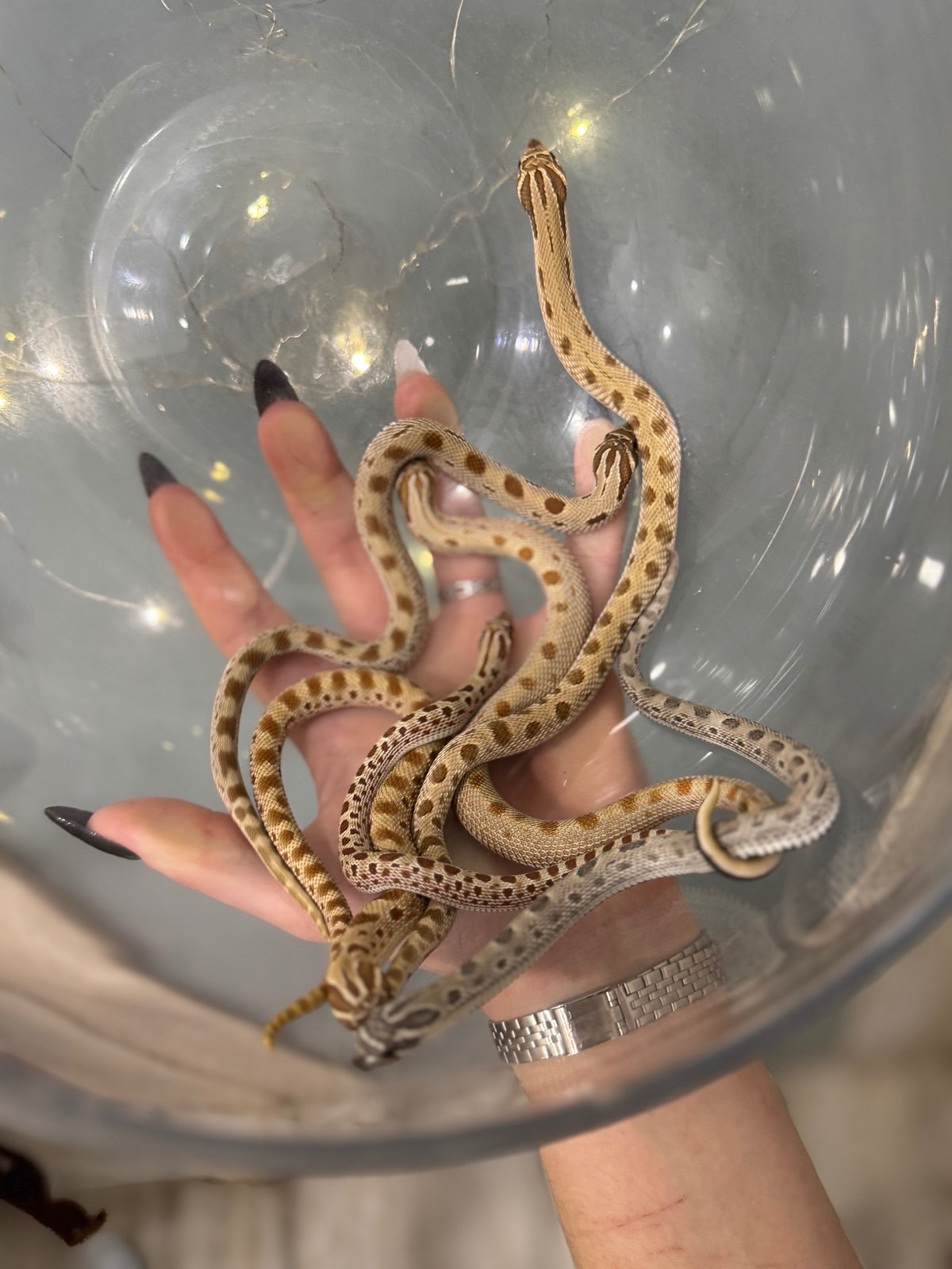 Свиноноса змійка, Свинорилий вуж