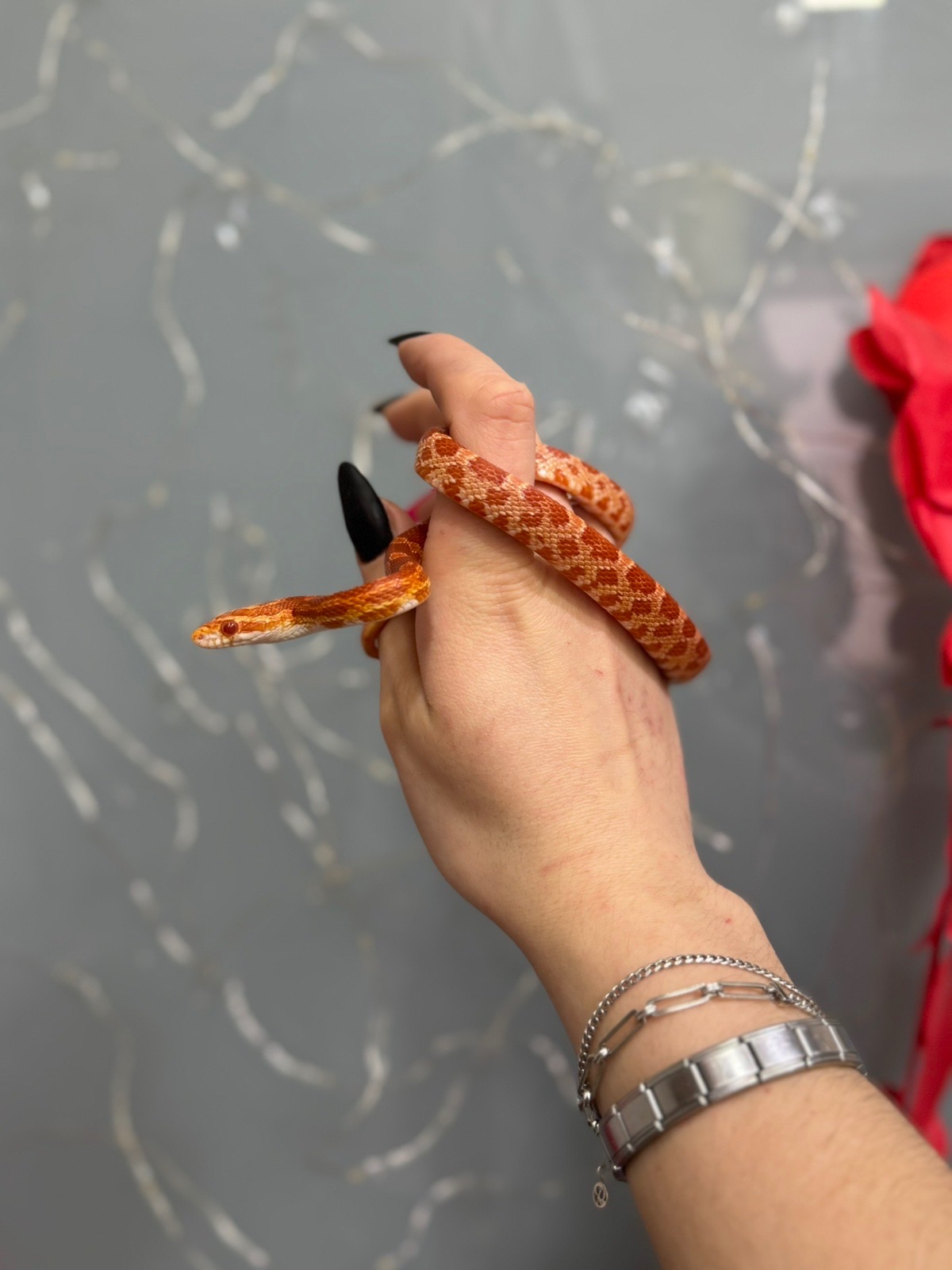 Маїсові полозята, яскраві полози різних морф