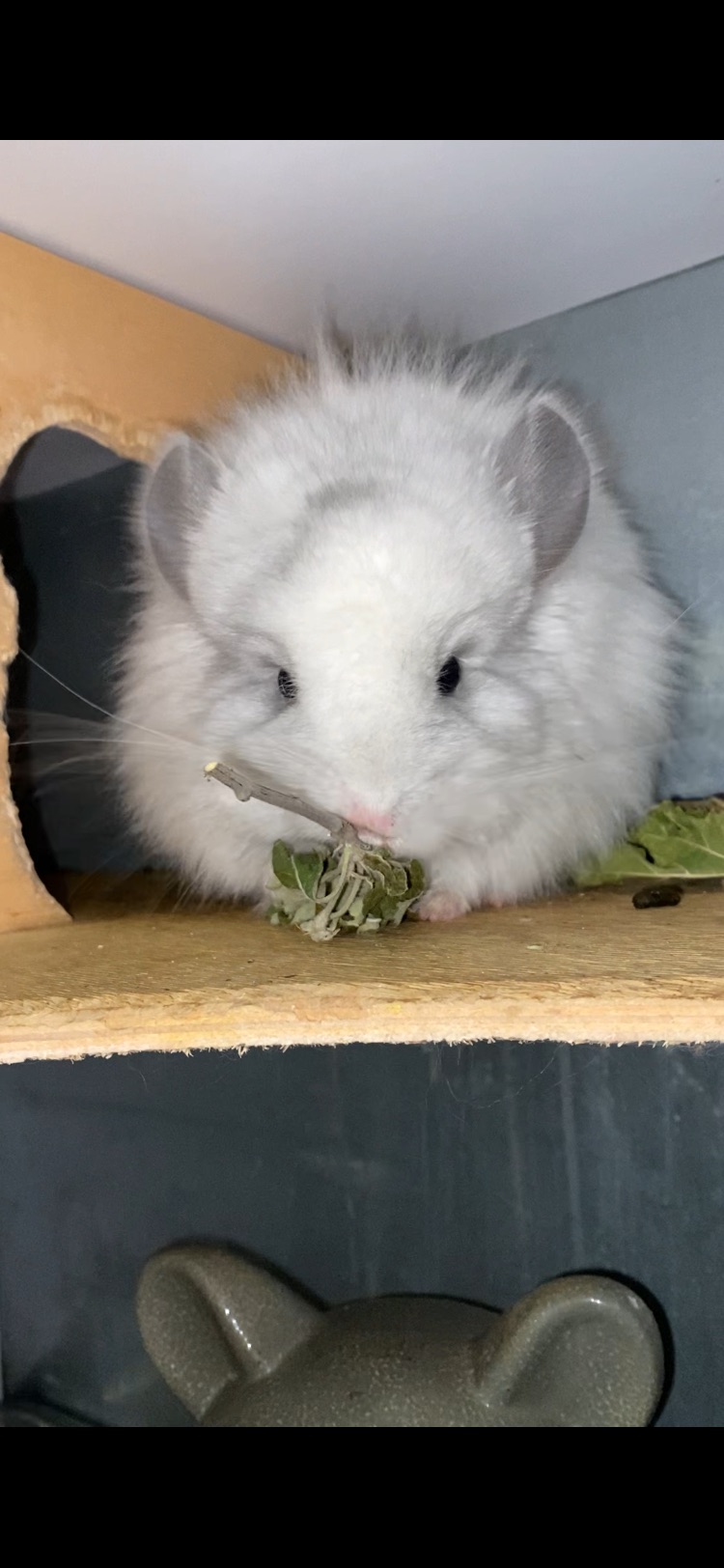 Ангора білий діамант