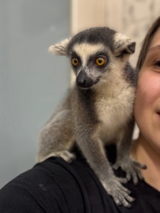 Лемур катта, ручні лемури