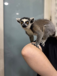 Лемур катта, ручні лемури