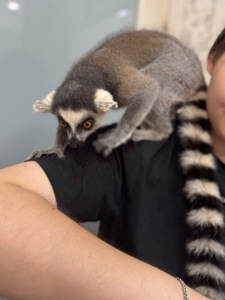 Лемур катта, ручні лемури