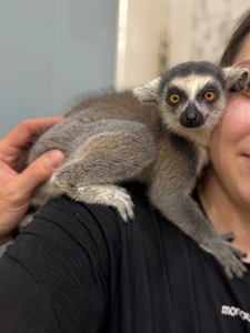 Лемур катта, ручні лемури