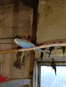 Хвилясті папуги молодняк