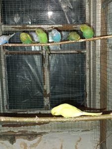 Хвилясті папуги молодняк