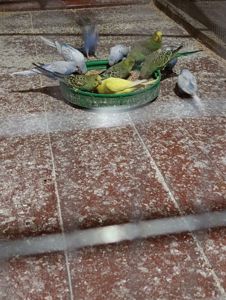 Хвилясті папуги молодняк