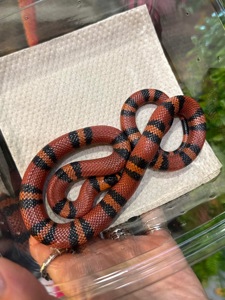 Молочні змії, змійки різних морф