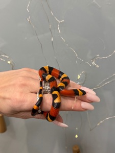 Молочні змії, змійки різних морф