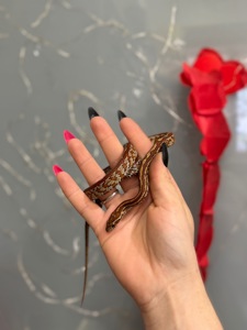 Маїсові полозята, яскраві полози різних морф