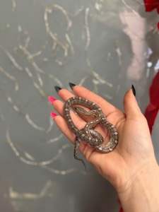 Маїсові полозята, яскраві полози різних морф