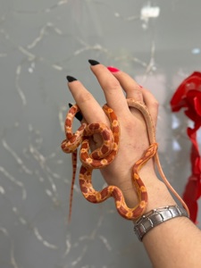 Маїсові полозята, яскраві полози різних морф