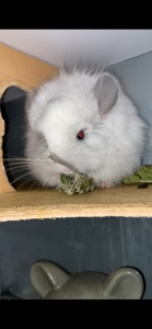 Ангора білий діамант