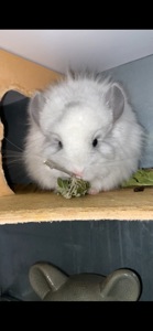 Ангора білий діамант