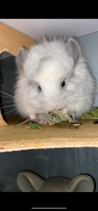 Ангора білий діамант