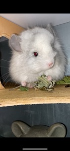 Ангора білий діамант