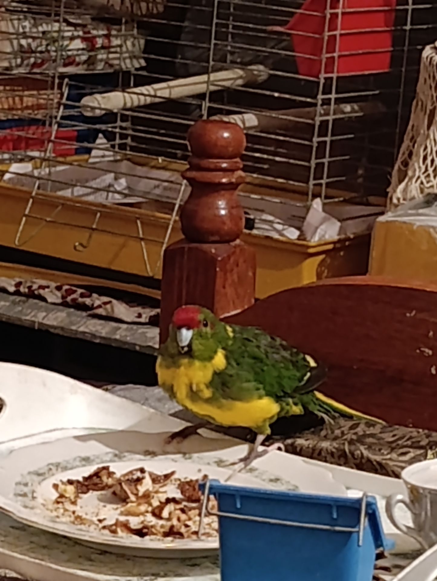 Какарик самец возраст 5 месяцев